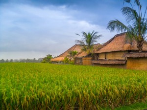 bali_rice_fields_homes