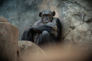chimp_stare_la_zoo       