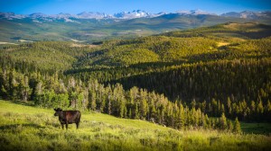 cow_wyoming_big_horn_mountains