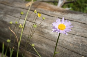 delicate_wildflowers_by_log_wyoming       