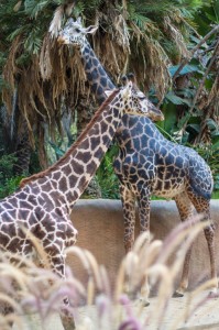 giraffes_la_zoo       