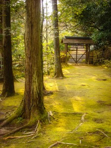 japanese_forest_passage