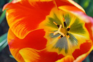 macro_oriental_splendor_tulip_flower         