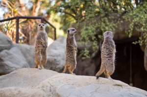 meerkats_la_zoo       