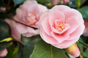 pink_japanese_camellia_flowers        