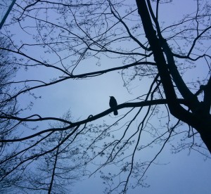 silhouetted_bird_in_tree         