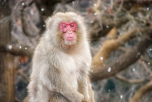 snow_falling_monkey_stare_japan       