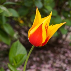 synaeda_king_red_yellow_tulip         