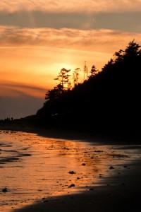tribute_to_fir_tree_oregon_coast_sunset           