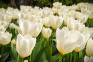 white_emperor_tulip_flowers         