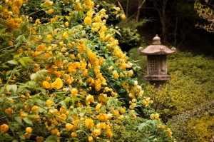 yellow_flower_bush_japanese_garden         