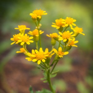 yellow_wildflowers_wooly_groundsel       