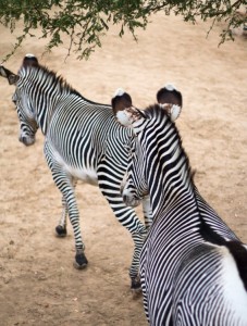 zebra_friends_at_zoo       